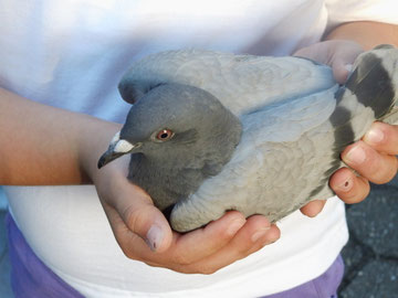 Bilder anklicken.