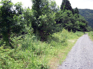 ナラガシワの多い堤防道路