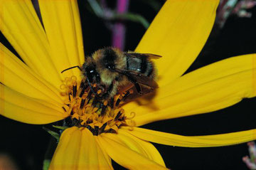 Bunte Hummel, Foto: M. Klatt