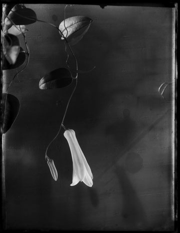 from a whole plate negative