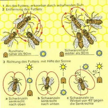 Schwänzeltanz