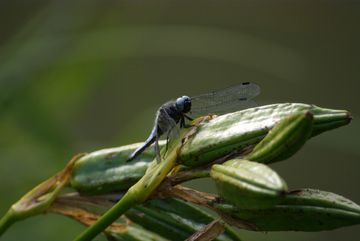 The Dragonfly, A Small Insect Useful To Gardeners!