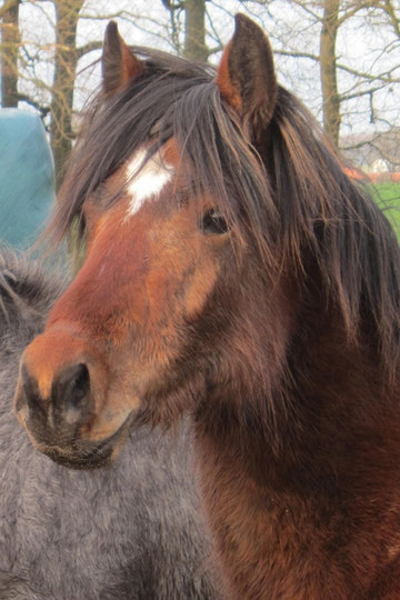 März 2012: Neugierig auf das Leben als Reitpony