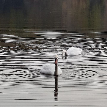 zwei Schwäne auf dem Möhnesee