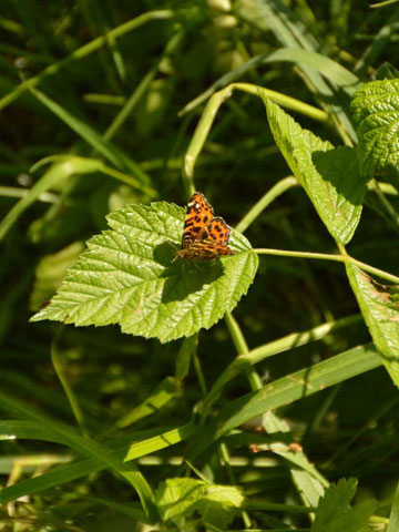 Ein orange-brauner Schmetterling sitzt auf einem grünen Brombeerblatt zwischen hohen Gräsern
