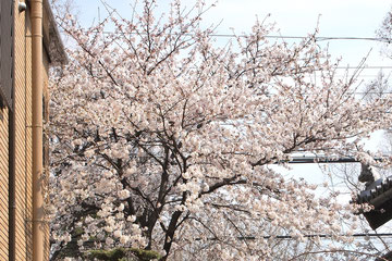 桜が満開です。