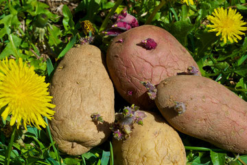 Plant potatoes when the dandelions bloom. 