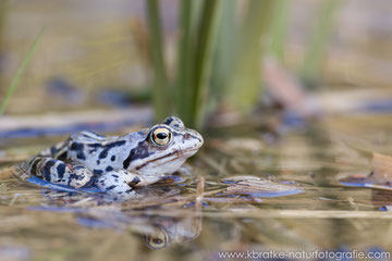 Moorfrosch 