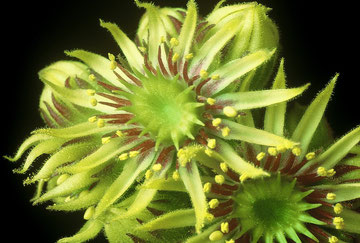 Blüte von Sempervivum wulfenii, Dolomiten, in situ, Foto: Mariangela Costanzo, alle Rechte vorbehalten