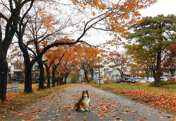 Yoshy's Pet-dog, Erie on the Cherry-vista