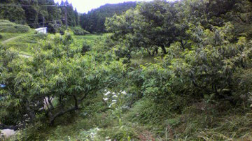 なかはた農園 栗山