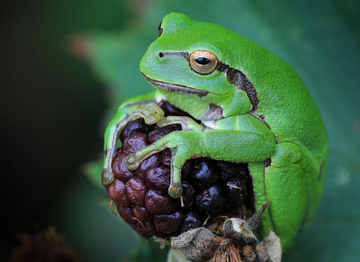 Europäischer Laubfrosch (Hyla arborea) Foto: NABU/Winfried Rusch