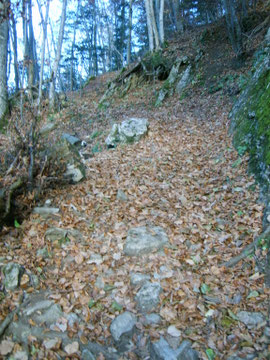 Le chemin grimpe à travers bois