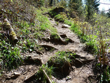 Le chemin dans la clairière du haut