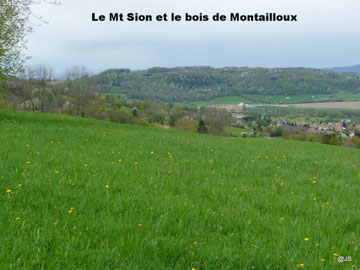 Le bois de Montailloux sur le Mt Sion