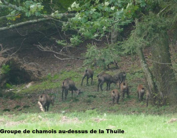 Groupe de Chamois à La Thuile
