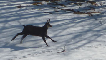 Chamois en hiver