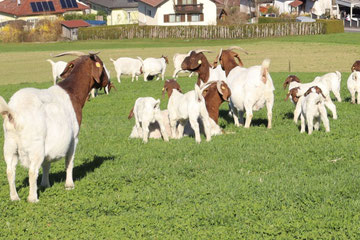 fressen auf wiese