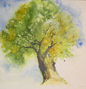 Olivenbaum Nr. 2, Aquarell auf Leinwand, 70 x 70 cm, Beatrice Ganz