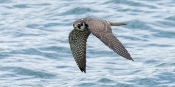 Baumfalke