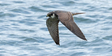 Baumfalke
