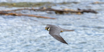 Baumfalke