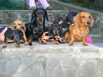 Lisa, Nestore (Filippo per gli amici) e le loro cucciole