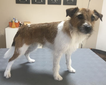 Parson Russell Terrier vor dem Frisieren - Hundesalon Plisch & Plum