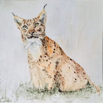 Luchs Kuder. 40x40 cm, Objektrahmen. Fotoreferenz Marianne Bürki