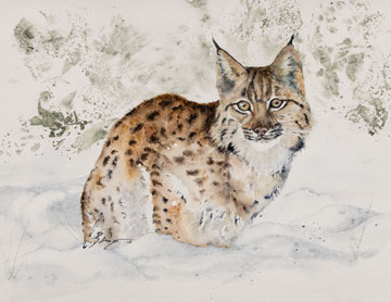 Luchs. 60x40 cm. Rahmen (Eiche), Museumsglas, Passepartout. Fotoreferenz Levio Sturzenegger. 