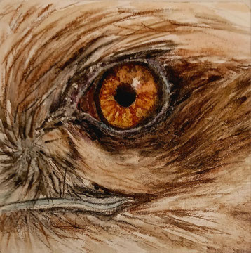 Auge Rohrweihe. 10x10 cm, Wechselrahmen