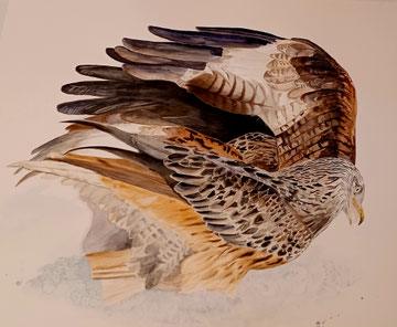 Rotmilane im Schnee. 60x80 cm. Preis auf Anfrage. Holz-Objektrahmen mit Museumsglas. Rotmilan-Feder