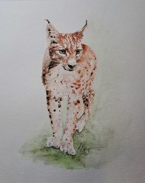Luchs. 40x40 cm, Objektrahmen. Fotoreferenz Marianne Bürki