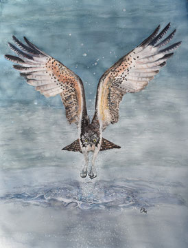 Fischadler. 76x56 cm, Objektrahmen. Fotoreferenz Mohamed Somrani