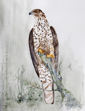 Wespenbussard. 80x60 cm, Objektrahmen, Museumsglas, Wespenwabe, Wespenbussard-Feder