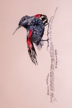 Mauerläufer. 26x36cm, Objektrahmen. Fotoreferenz: Samuel Bettschard. Text: "Mauerläufer, Tichodroma muraria, seltener Vogel.  [...]Wir denken an die Mauern, die überwunden werden wollen oder gegen die man anrennt. An das Brüten in großen Höhen ...