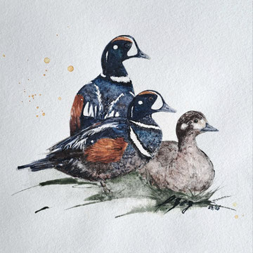 Kragenenten. 40x40 cm, Objektrahmen