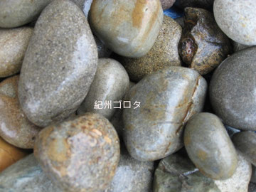 紀州ゴロタ