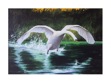 Planing swan    70x50 cm  2004