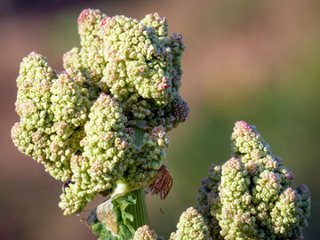 Fleur de Rhubarbe - Michel