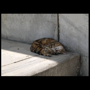 LAZY DAY (Cute cat snoozing on the sidewalk in Istanbul, Turkey)