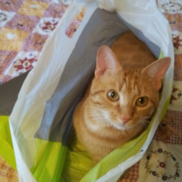 Sacs en plastique