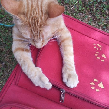 Valise rouge