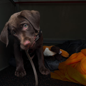 Labrador-Welpe muss warten