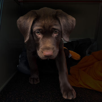 Labrador-Welpe ruhig im Auto