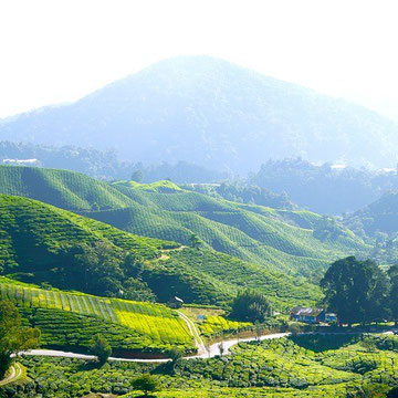 MALÁSIA -Plantação De Chá Fazenda De Chá Chá