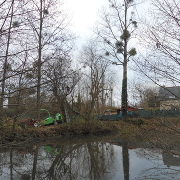 Abattage de peupliers par démontage