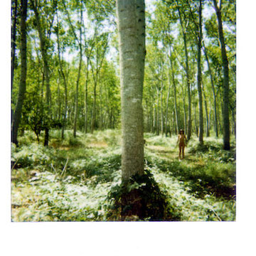 Dittico Polaroid Il pioppeto - fotografia concettuale Alessandro Tintori