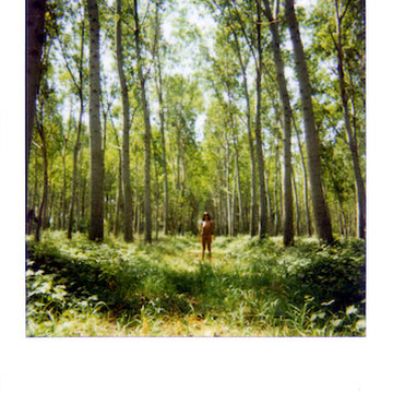 Dittico Polaroid Il pioppeto - fotografia concettuale Alessandro Tintori