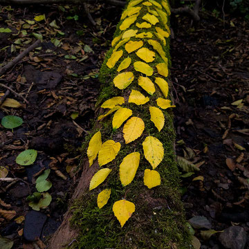 Land Art Kunstwerk